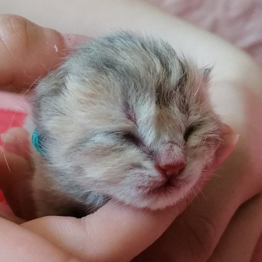 chaton Highland Straight Chatterie de La Gavottine blue golden 