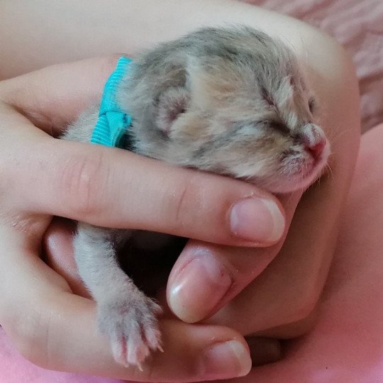 chaton Scottish Straight A1 Chatterie de La Gavottine blue golden 