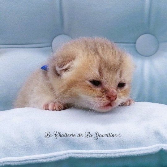chaton Scottish Straight blue golden Arsène Chatterie de La Gavottine blue golden 