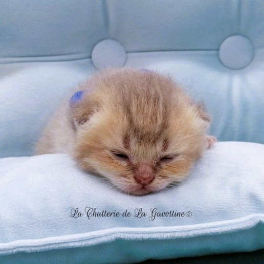 chaton Scottish Straight blue golden Arsène Chatterie de La Gavottine blue golden 