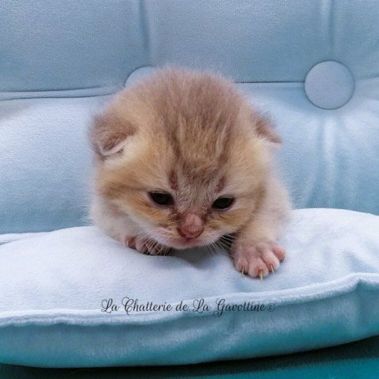 chaton Scottish Straight blue golden Arsène Chatterie de La Gavottine blue golden 