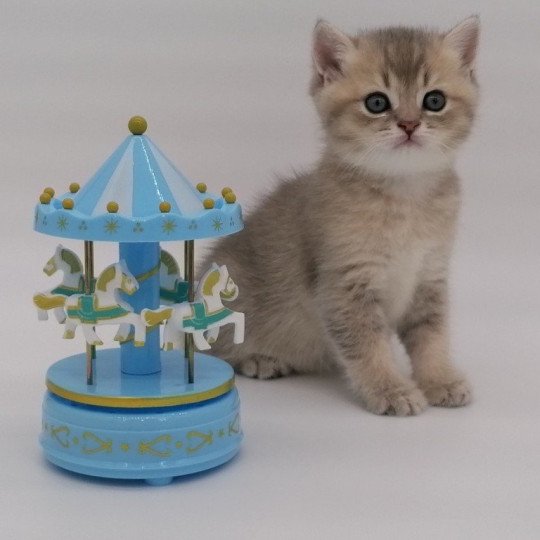 chaton Scottish Straight blue golden Arsène Chatterie de La Gavottine blue golden shaded