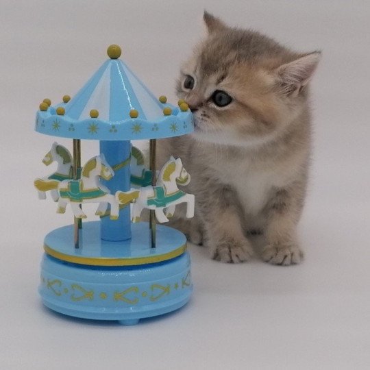 chaton Scottish Straight blue golden Arsène Chatterie de La Gavottine blue golden shaded