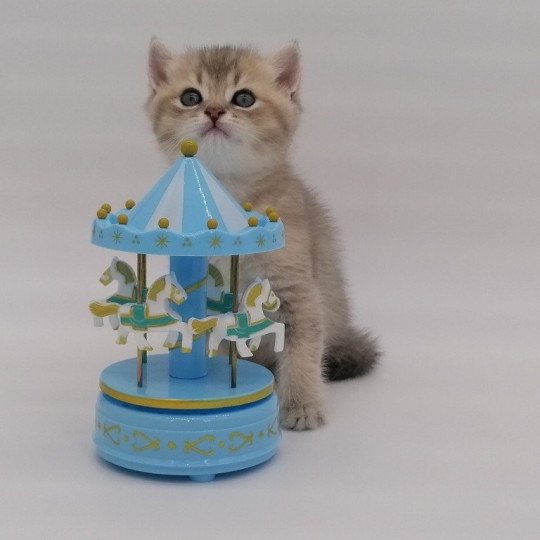 chaton Scottish Straight blue golden Arsène Chatterie de La Gavottine blue golden shaded
