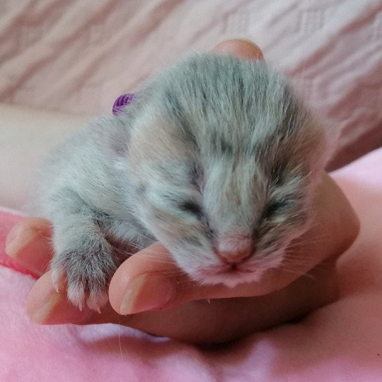 chaton Scottish Straight Chatterie de La Gavottine blue golden spotted tabby