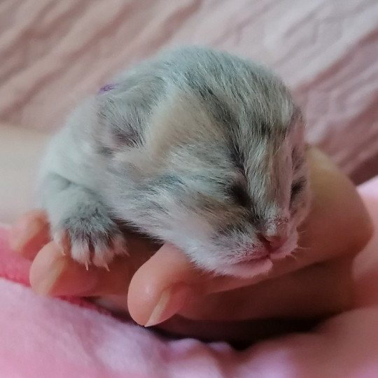 chaton Scottish Straight Chatterie de La Gavottine blue golden spotted tabby