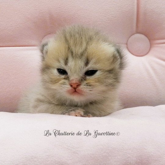 chaton Highland Straight blue golden spotted tabby Aglaé Chatterie de La Gavottine blue golden spotted tabby