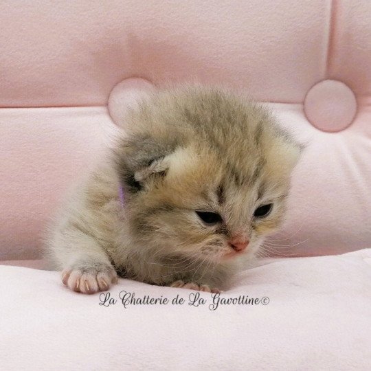 chaton Highland Straight blue golden spotted tabby Aglaé Chatterie de La Gavottine blue golden spotted tabby