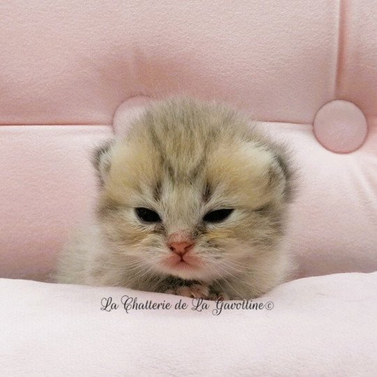 chaton Highland Straight blue golden spotted tabby Aglaé Chatterie de La Gavottine blue golden spotted tabby