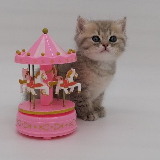 chaton Scottish Straight blue golden spotted tabby Aglaé Chatterie de La Gavottine blue golden spotted tabby