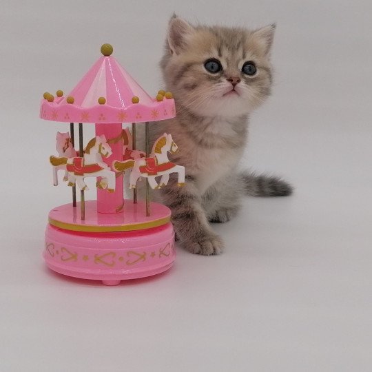 chaton Scottish Straight blue golden spotted tabby Aglaé Chatterie de La Gavottine blue golden spotted tabby