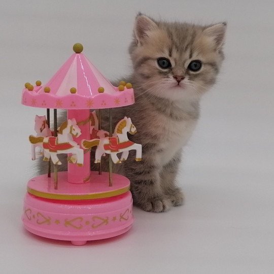 chaton Scottish Straight blue golden spotted tabby Aglaé Chatterie de La Gavottine blue golden spotted tabby