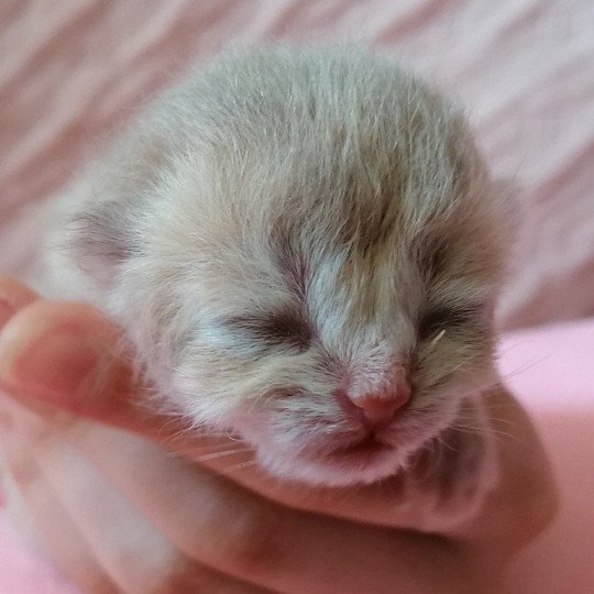 chaton Scottish Straight Chatterie de La Gavottine lilac golden 