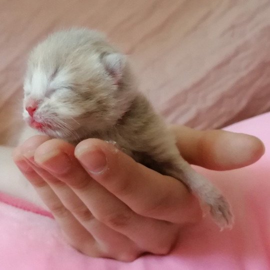 chaton Scottish Straight lilac golden A4 Chatterie de La Gavottine lilac golden 