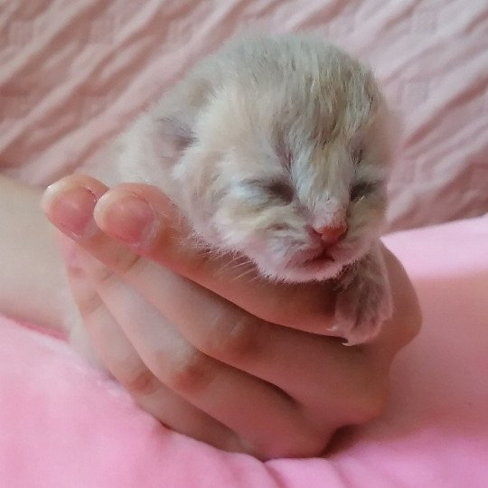 chaton Scottish Straight lilac golden A4 Chatterie de La Gavottine lilac golden 