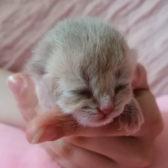 chaton Scottish Straight lilac golden A4 Chatterie de La Gavottine lilac golden 