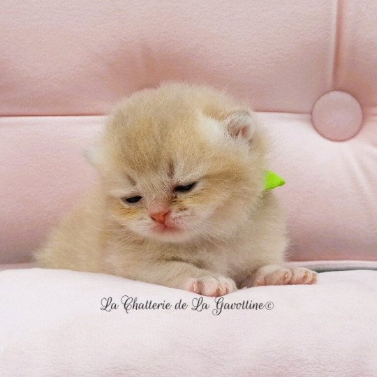 chaton Scottish Straight lilac golden Agatha Chatterie de La Gavottine lilac golden 