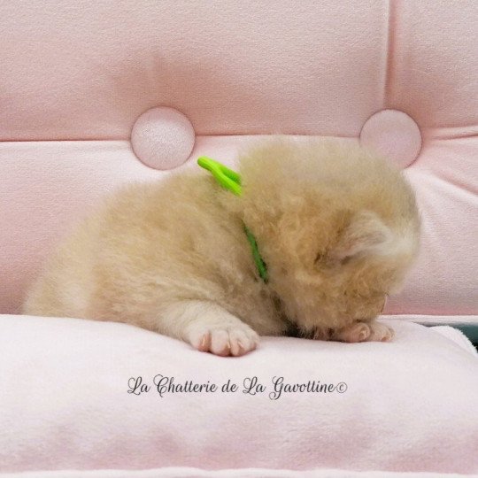 chaton Scottish Straight lilac golden Agatha Chatterie de La Gavottine lilac golden 