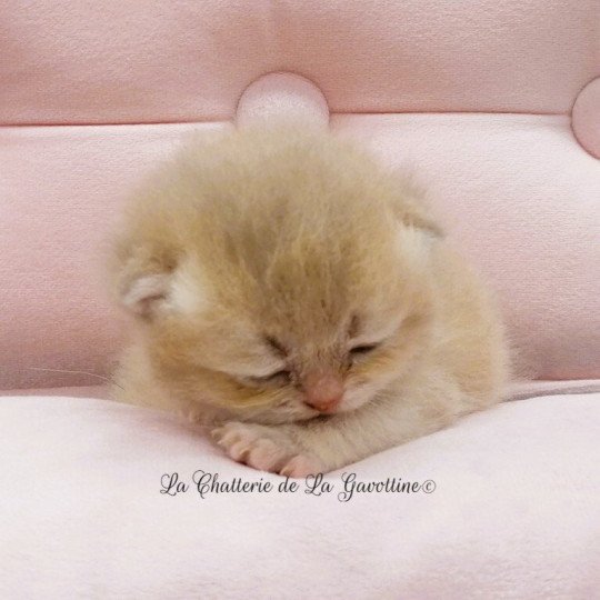 chaton Scottish Straight lilac golden Agatha Chatterie de La Gavottine lilac golden 