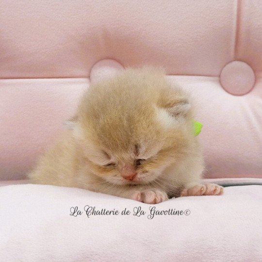 chaton Scottish Straight lilac golden Agatha Chatterie de La Gavottine lilac golden 