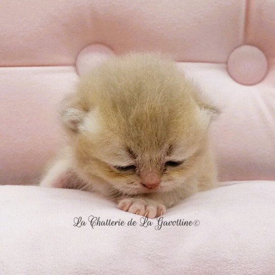 chaton Scottish Straight lilac golden Agatha Chatterie de La Gavottine lilac golden 