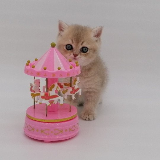 chaton Scottish Straight lilac golden Agatha Chatterie de La Gavottine lilac golden shaded