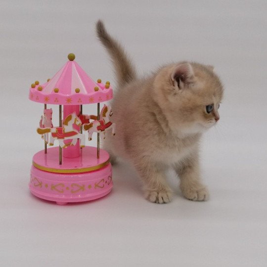 chaton Scottish Straight lilac golden Agatha Chatterie de La Gavottine lilac golden shaded