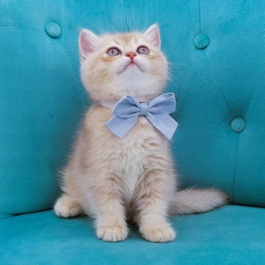 chaton Scottish Straight lilac golden shaded Agatha Chatterie de La Gavottine lilac golden shaded