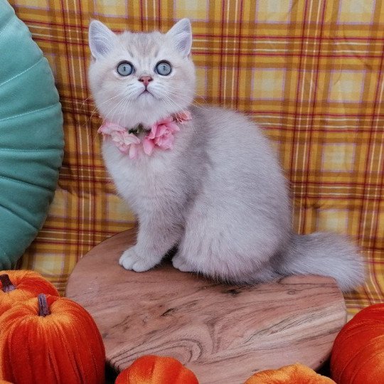 chaton Scottish Straight lilac golden shaded Agatha Chatterie de La Gavottine lilac golden shaded
