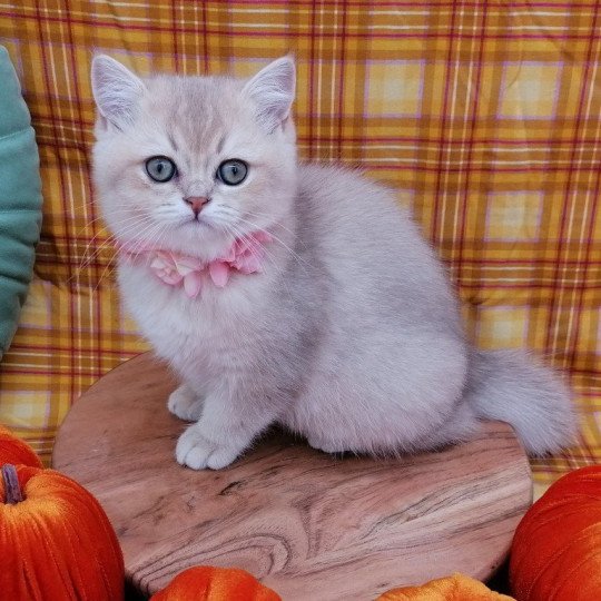 chaton Scottish Straight lilac golden shaded Agatha Chatterie de La Gavottine lilac golden shaded