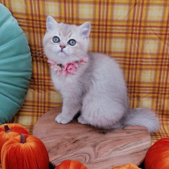 chaton Scottish Straight lilac golden shaded Agatha Chatterie de La Gavottine lilac golden shaded