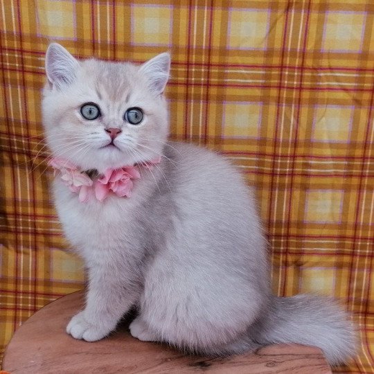 chaton Scottish Straight lilac golden shaded Agatha Chatterie de La Gavottine lilac golden shaded