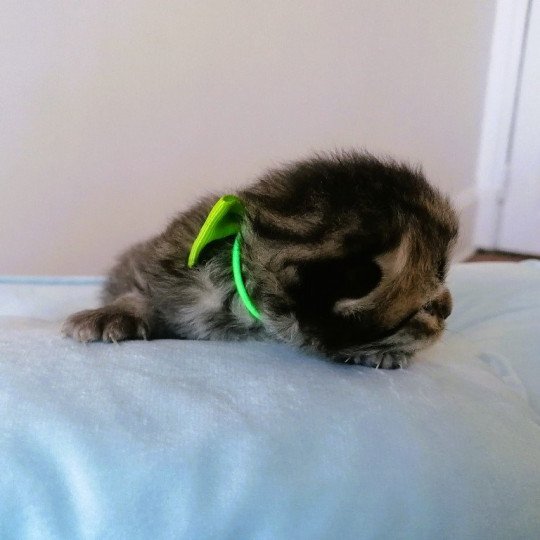 chaton Highland Straight black golden spotted tabby Adagio Chatterie de La Gavottine black golden spotted tabby