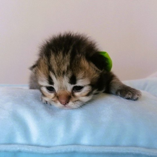 chaton Highland Straight black golden spotted tabby Adagio Chatterie de La Gavottine black golden spotted tabby