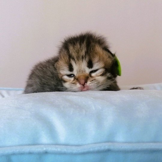 chaton Highland Straight black golden spotted tabby Adagio Chatterie de La Gavottine black golden spotted tabby
