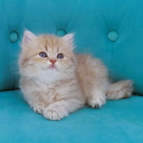 chaton Highland Straight blue golden spotted tabby Bella Chatterie de La Gavottine blue golden spotted tabby