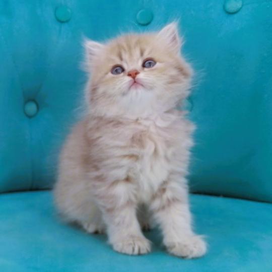 chaton Highland Straight blue golden spotted tabby Bella Chatterie de La Gavottine blue golden spotted tabby
