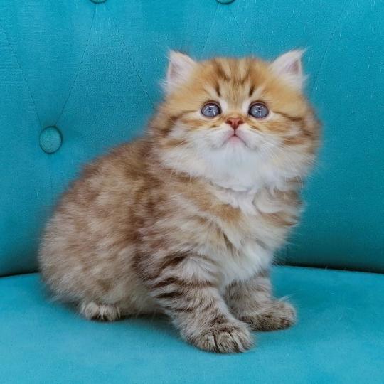 chaton Highland Straight chocolate spotted tabby Billy Chatterie de La Gavottine chocolate spotted tabby