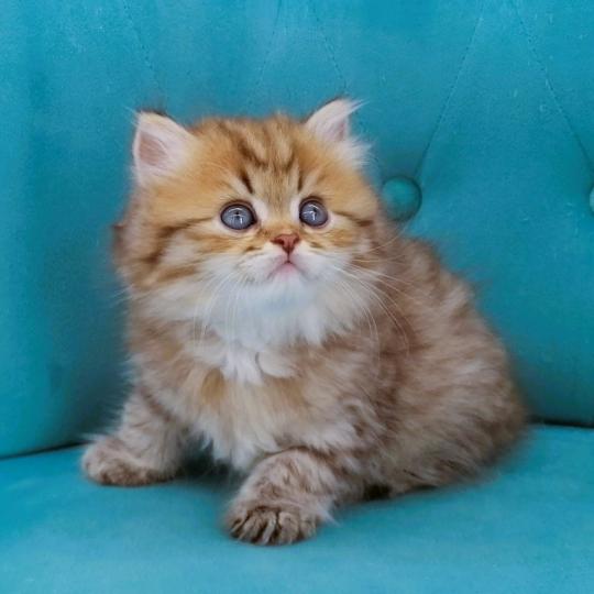 chaton Highland Straight chocolate spotted tabby Billy Chatterie de La Gavottine chocolate spotted tabby