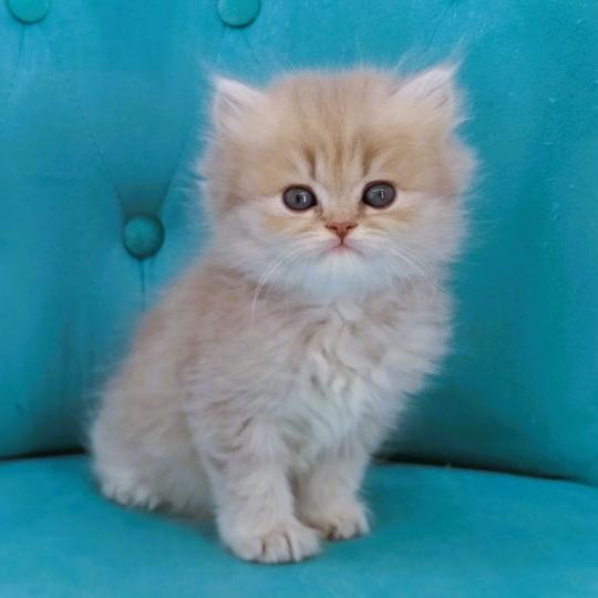 chaton Highland Straight lilac golden spotted tabby Bichette Chatterie de La Gavottine lilac golden spotted tabby