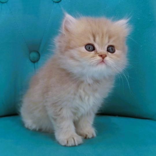 chaton Highland Straight lilac golden spotted tabby Bichette Chatterie de La Gavottine lilac golden spotted tabby