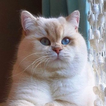 Byron of  Golden Esperanza Mâle British Shorthair