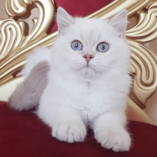 chat British Shorthair lilac golden shaded point Byron Chatterie de La Gavottine lilac golden shaded point