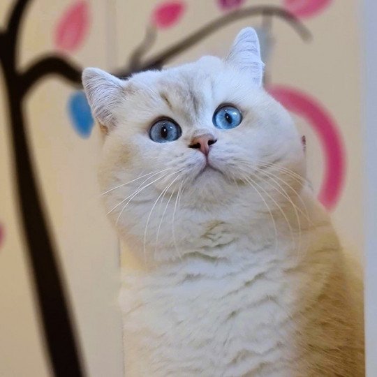 chat British Shorthair lilac golden shaded point Byron Chatterie de La Gavottine lilac golden shaded point
