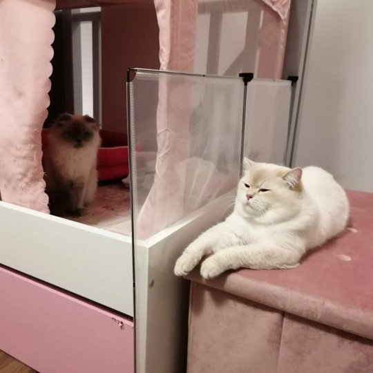 chat British Shorthair lilac golden shaded point Byron Chatterie de La Gavottine lilac golden shaded point