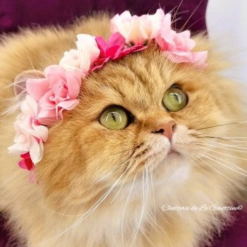Susie de La Gavottine Femelle Highland Straight