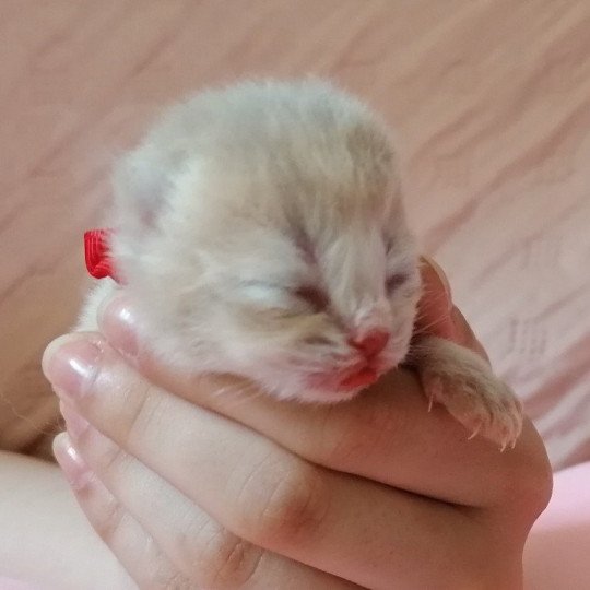 chaton Scottish Straight A2 Chatterie de La Gavottine lilac golden 