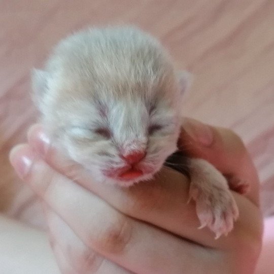 chaton Scottish Straight A2 Chatterie de La Gavottine lilac golden 