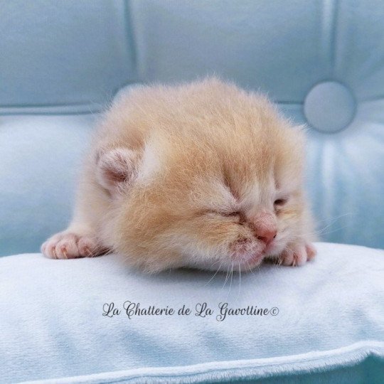 chaton Scottish Straight lilac golden Anatole Chatterie de La Gavottine lilac golden 