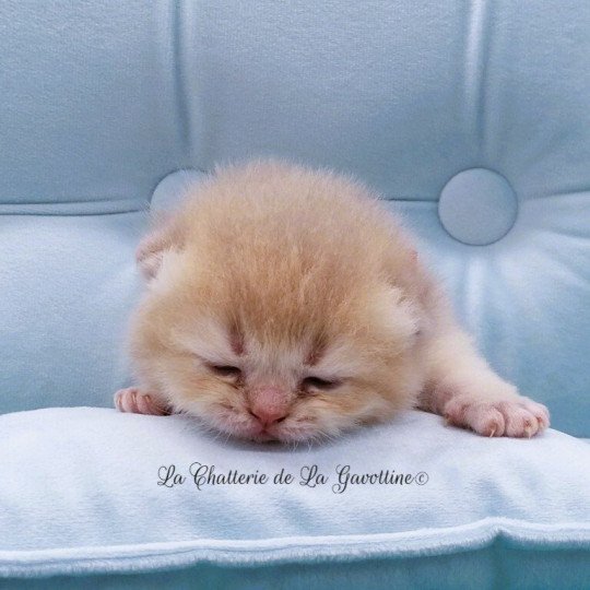 chaton Scottish Straight lilac golden Anatole Chatterie de La Gavottine lilac golden 